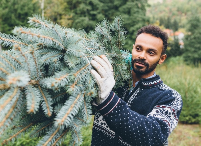 10 choses à savoir avant de couper votre propre sapin de Noël