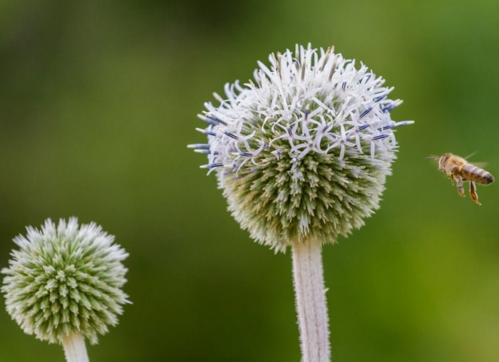 20 fleurs audacieuses et magnifiques qui fleurissent en automne