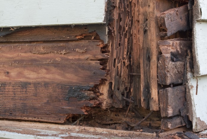 L'extérieur d'une maison blanche est endommagé par les termites et la pourriture sous le bardage.