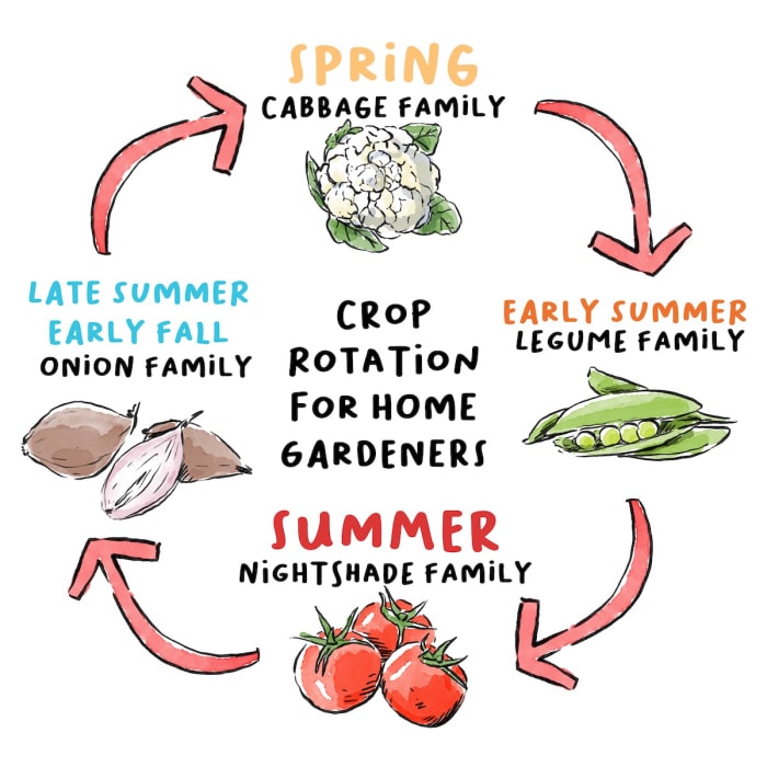 Un diagramme illustré expliquant la rotation des cultures de légumes pour chaque saison : famille des choux au printemps, famille des légumineuses au début de l'été, famille des solanacées en été et famille des oignons à la fin de l'été et au début de l'automne.