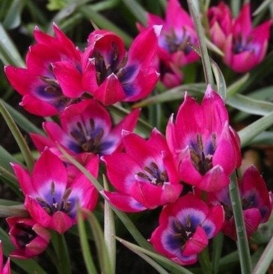 Tulipes botaniques : Joyaux du jardin