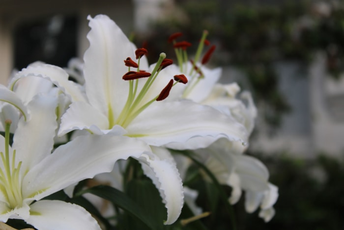 jardin de lune fleurs blanches en fleurs le soir