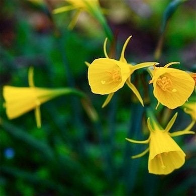 9 jonquilles pour égayer votre jardin