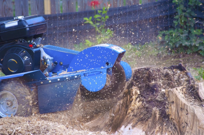 iStock-1357950335 économiser de l'argent jardinage Broyeur de souches au travail