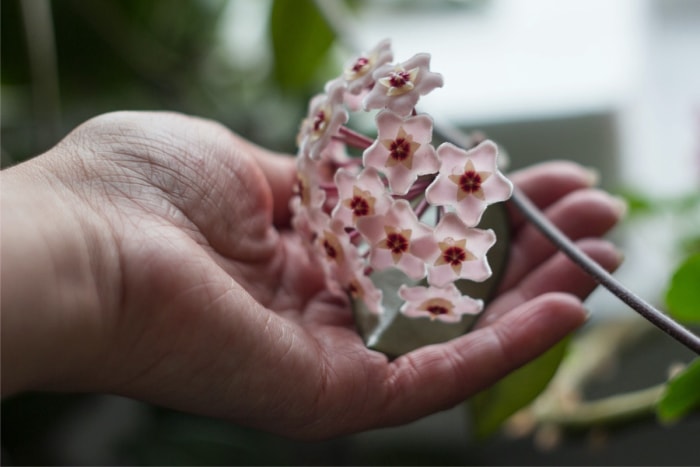 soins des plantes hoya