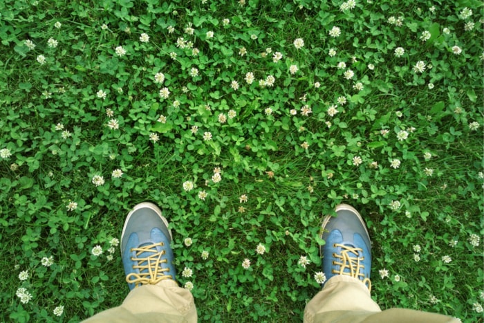 Une personne regarde ses chaussures tout en se tenant debout dans un trèfle avec des fleurs de trèfle.