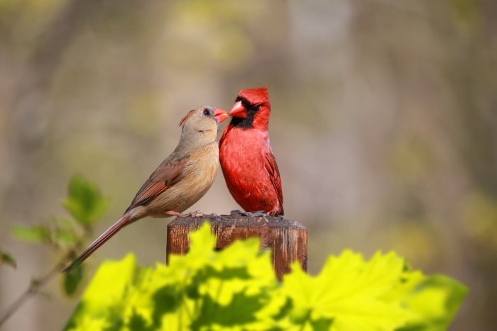 cardinaux faits cardinal mâle et femelle se sentant l'un l'autre