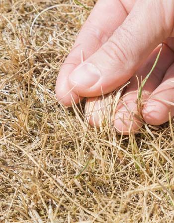 Pelouse stressée par la sécheresse