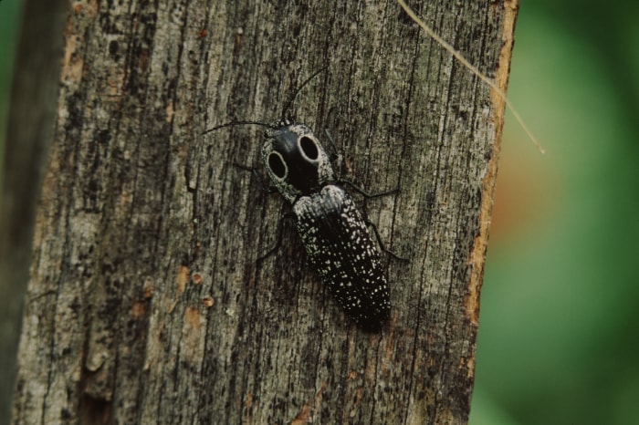 ténébrion noir et gris moucheté sur un tronc d'arbre