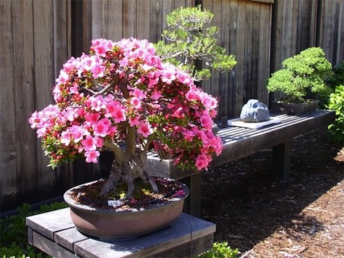 bonsaï en fleurs