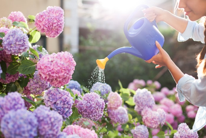 Les meilleurs engrais pour les hortensias Options