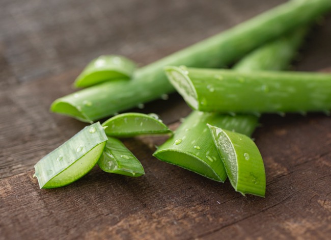 soins de la plante d'aloe vera