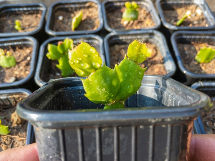 soins du cactus de noël - propagation du cactus