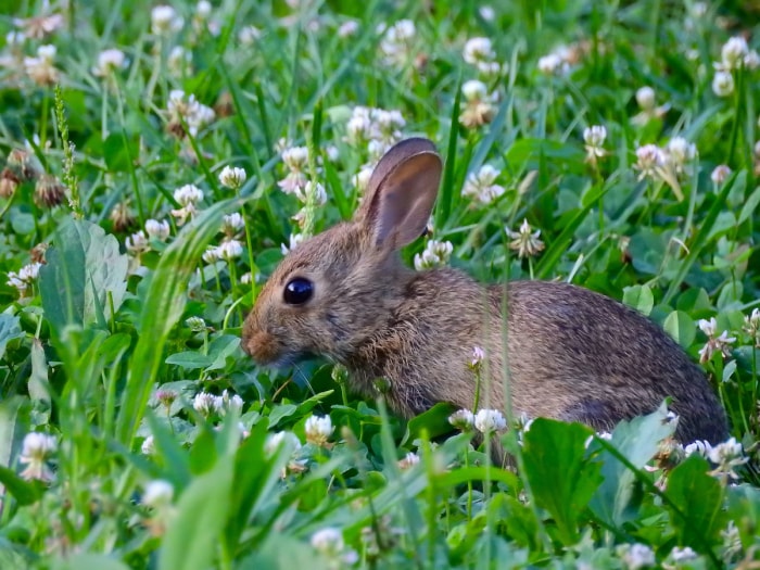 Lapin mangeant du trèfle dans une cour.