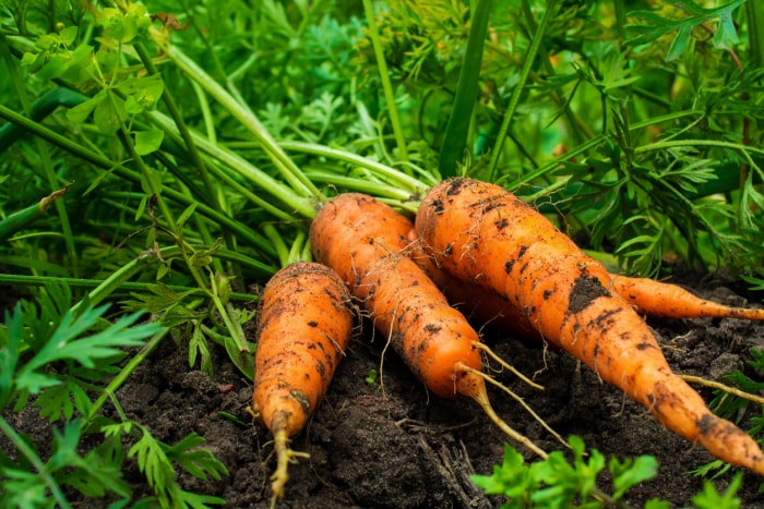 carottes fraîches mûres récoltées sur le sol dans le jardin sur le lit de plantation