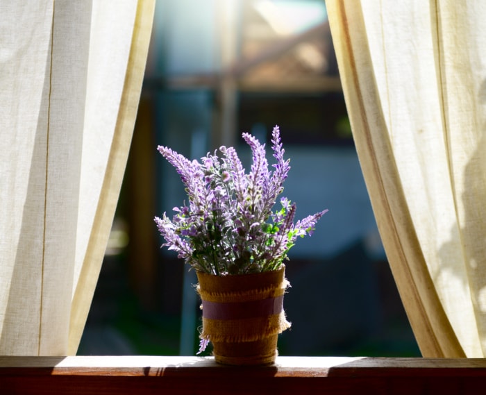 Les plantes d'intérieur qui sentent le plus