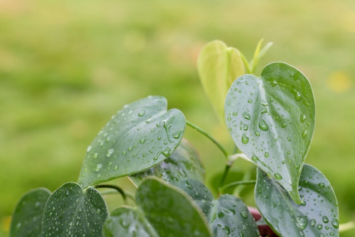 Philodendron à feuilles de cœur