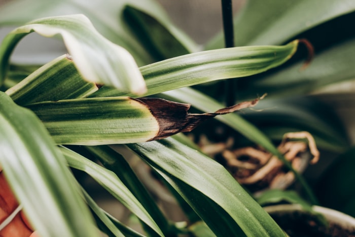 pointes brunes de la plante araignée