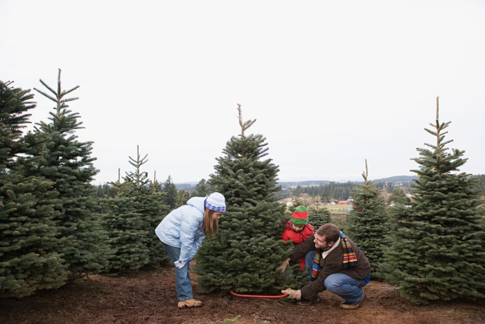 Papa coupe l'arbre de Noël