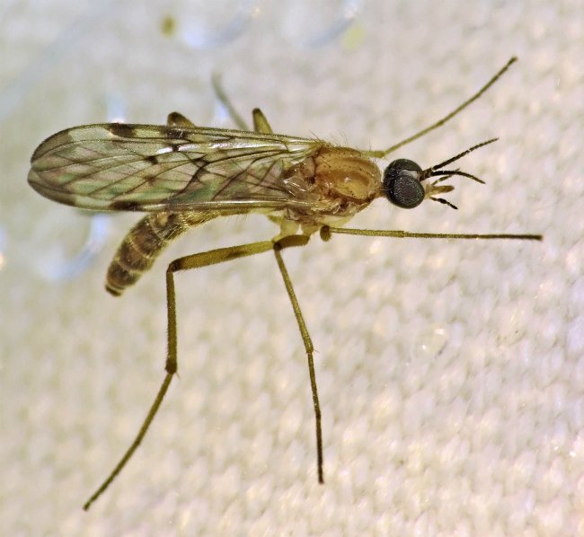 Comment se débarrasser des moucherons dans la maison