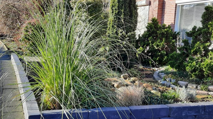 Graminées ornementales dans un jardin de devant.