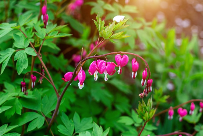 fleurs d'ombre