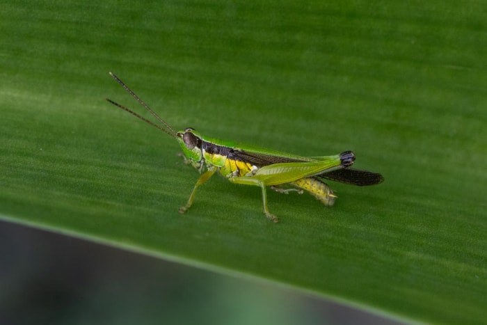 Parasites communs du jardin Grillons