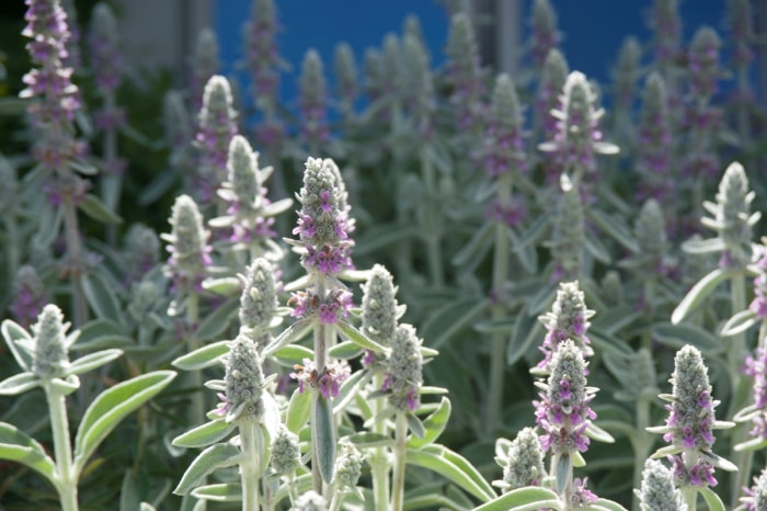 fleurs qui attirent les abeilles - bouquet de plantes à oreilles d'agneau en fleurs