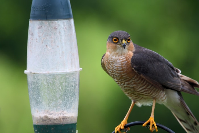 démonter les mangeoires à oiseaux à cause de la grippe aviaire