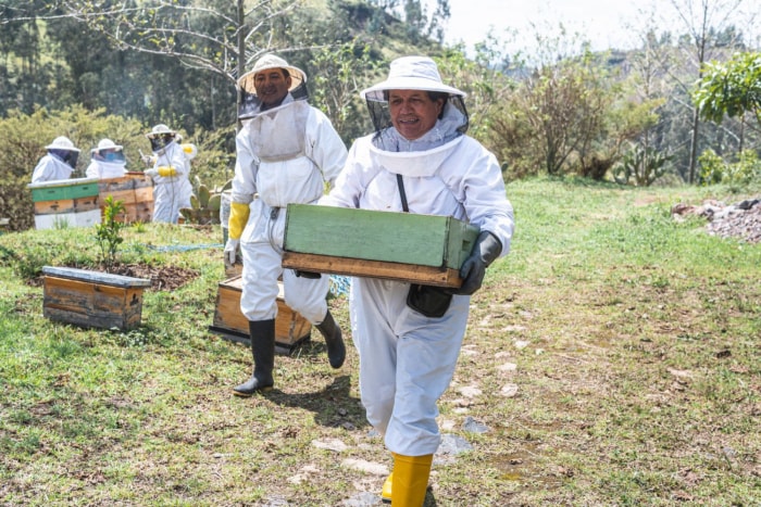 Combien coûte l'élimination des abeilles ?