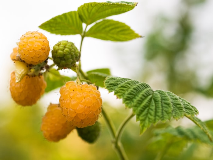 comment faire pousser des framboises jaunes framboises Ann sur la branche en gros plan