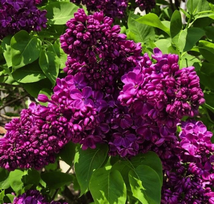 variétés de lilas