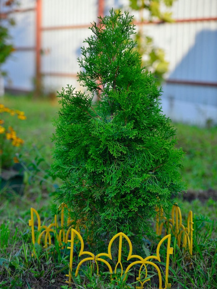 39 plantes que vous allez adorer si vous détestez les travaux de jardinage d'automne