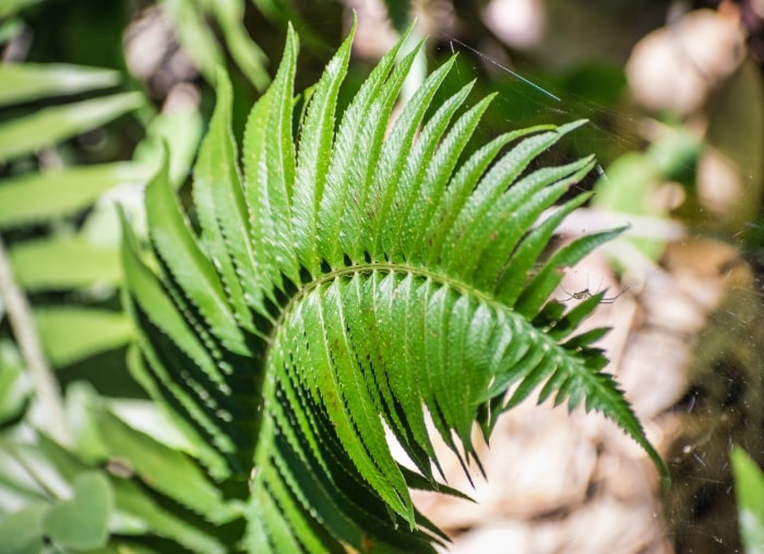 Les 26 meilleures plantes pour la décoration de la salle de bain