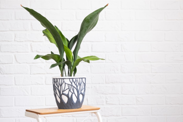 Aspidistra à feuilles coriaces sur un support en intérieur sur mur de briques blanches. Plantes d'intérieur en pot, décoration d'intérieur verte, entretien et culture