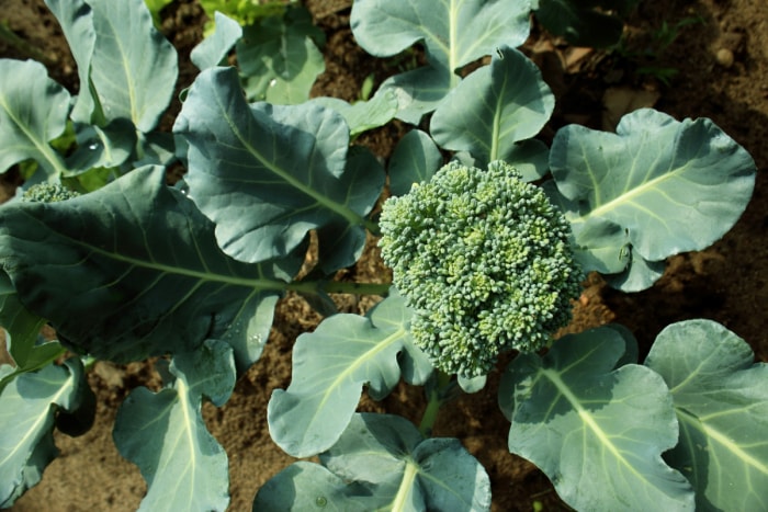 Culture de brocolis dans le jardin