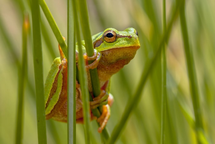 12 façons de prédire le temps en observant la nature dans votre jardin - grenouille accrochée à l'herbe