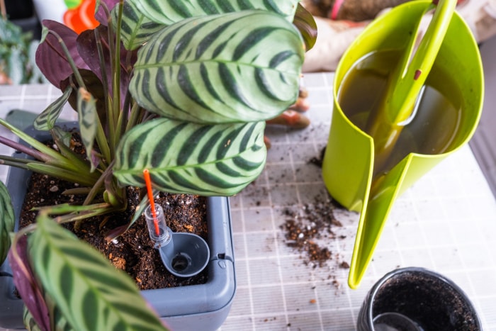 Pot pour plantes avec arrosage automatique, transplantation de Calathea en pot double, arrosage à l'arrosoir, assemblage d'un réservoir d'eau.