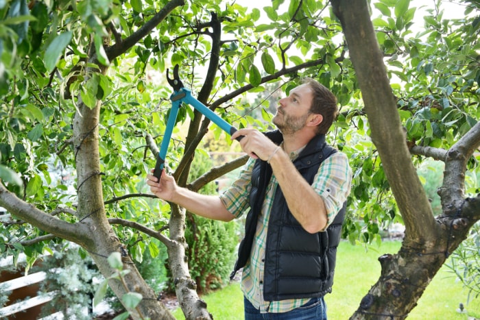 Jardin sous bois