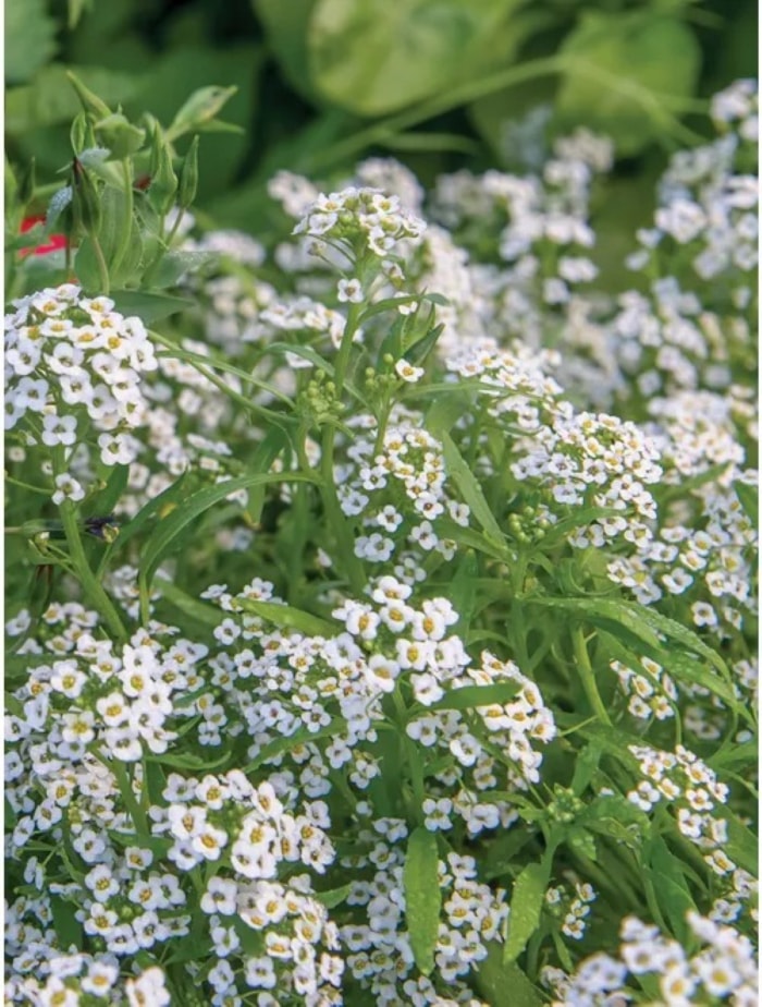 meilleures fleurs à partir de graines - grappe de petites fleurs blanches