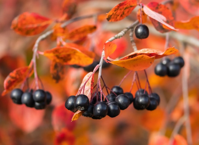 10 plantes de jardin qui nourriront les oiseaux de basse-cour en automne et en hiver