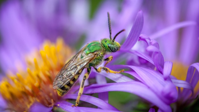 types d'abeilles - Sweat Bee