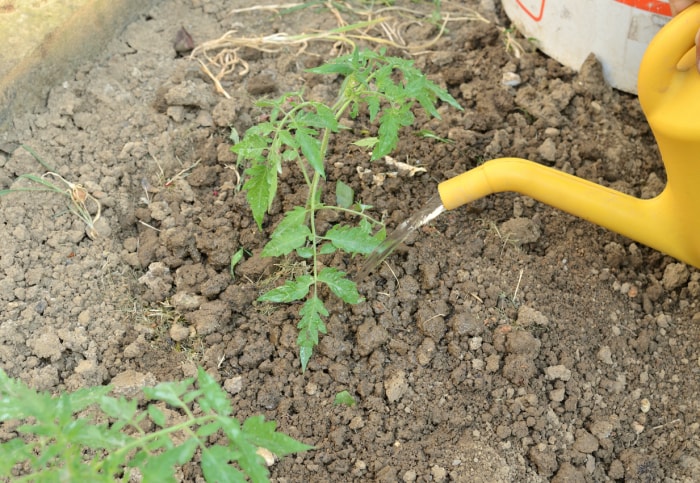 Arrosage d'un jeune plant, plant de tomate, dans un potager au printemps