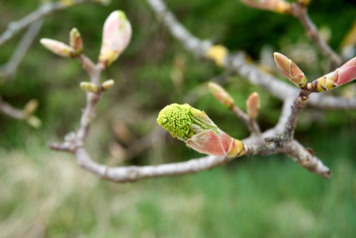 Des bourgeons verts émergent sur une branche d'arbre.