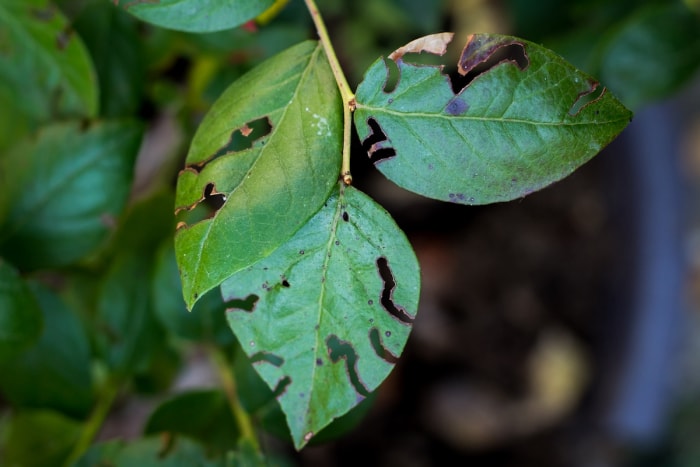 Une feuille de myrtille avec des trous causés par des parasites.