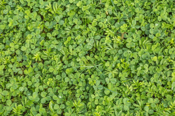 Une parcelle de microtrèfle est mélangée à de l'herbe.