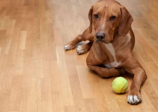 Chien sur un plancher de bois franc avec une balle de tennis