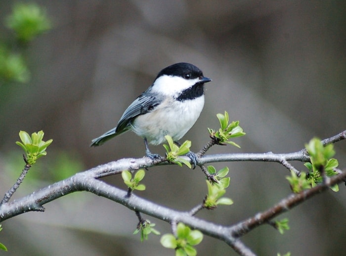 petit oiseau noir et blanc