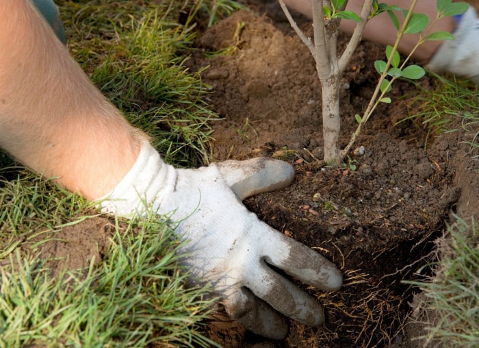 Les meilleures choses que vous pouvez faire pour votre jardin cet automne