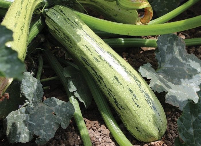 Le jardin indestructible : 15 légumes et herbes aromatiques qui s'épanouiront dans votre espace